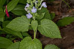 Heartleaf skullcap